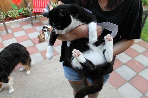 Cat da4