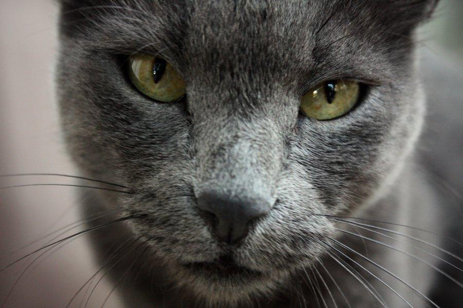 Cat da6