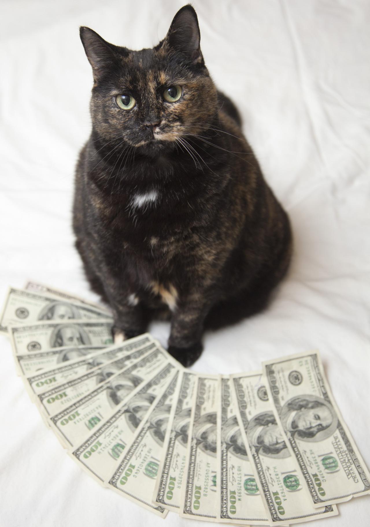 Cat da8