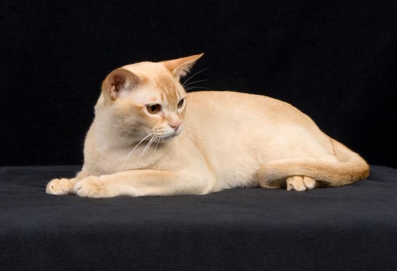 Cat daHxeTPgZ