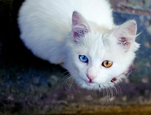 Cat dae