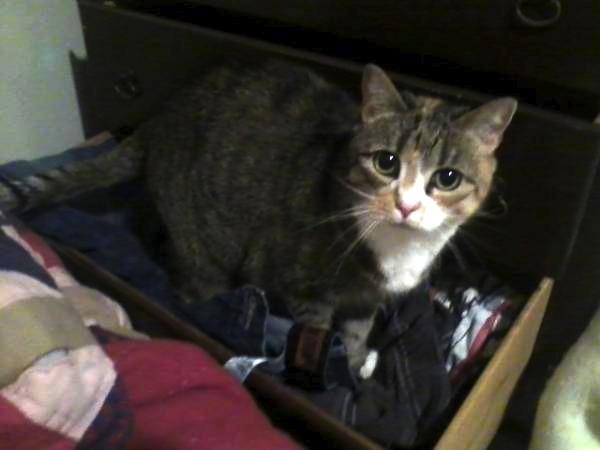 Cat daf