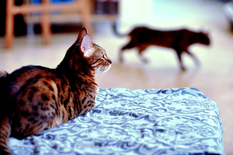 Cat daj
