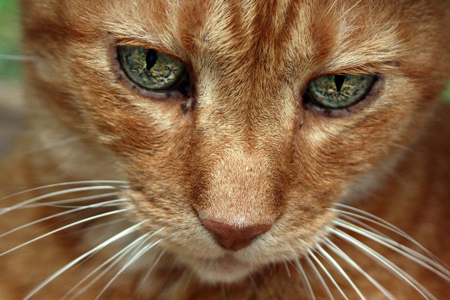 Cat dal