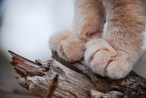 Cat dan