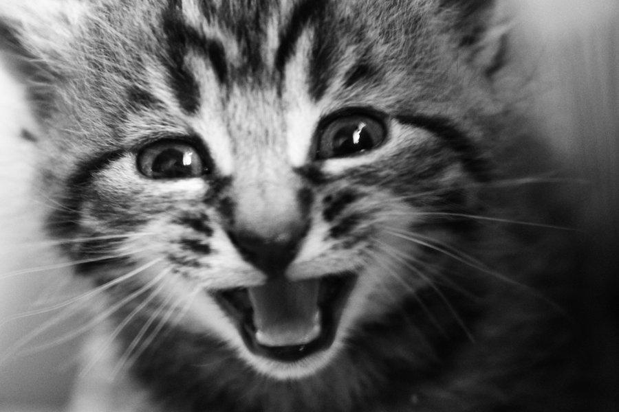 Cat dao