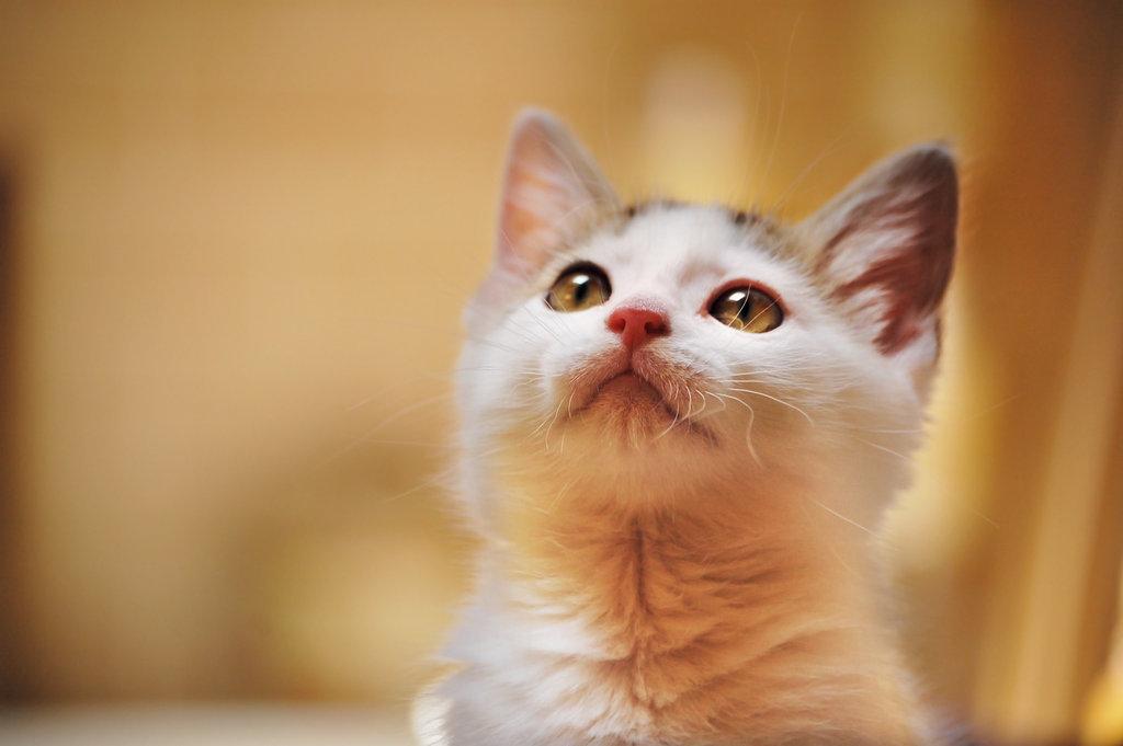 Cat dat