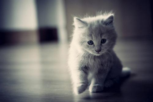 Cat db0