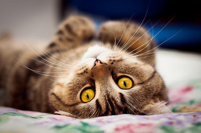 Cat db1