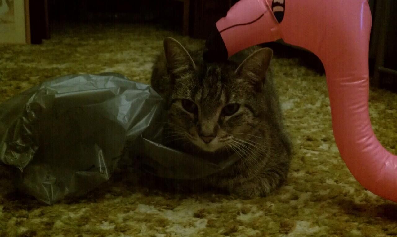 Cat db3