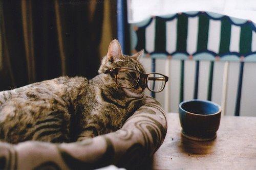 Cat db6