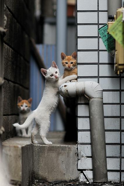Cat dba