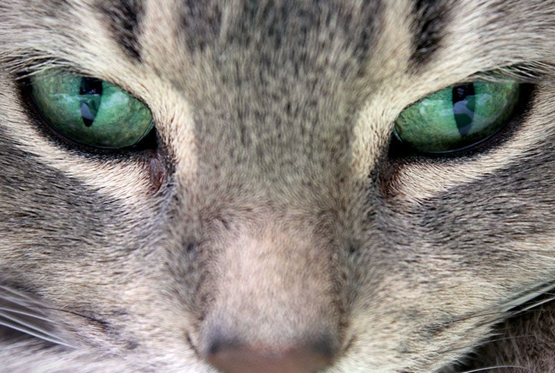 Cat dbb