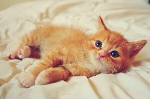 Cat dbd