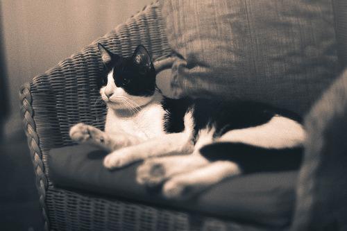 Cat dbg