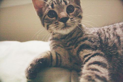 Cat dbh