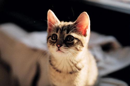 Cat dbk