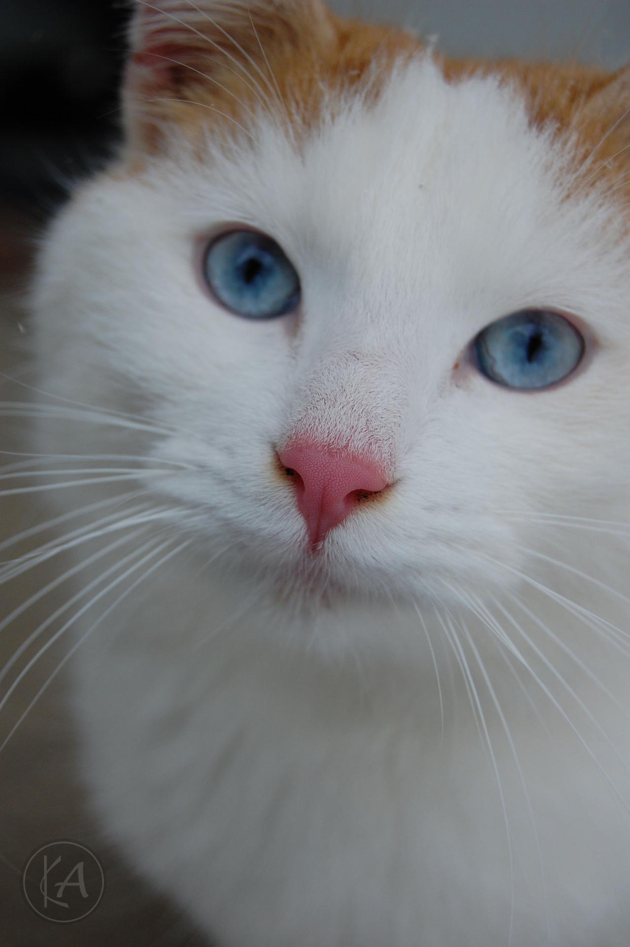 Cat dbo