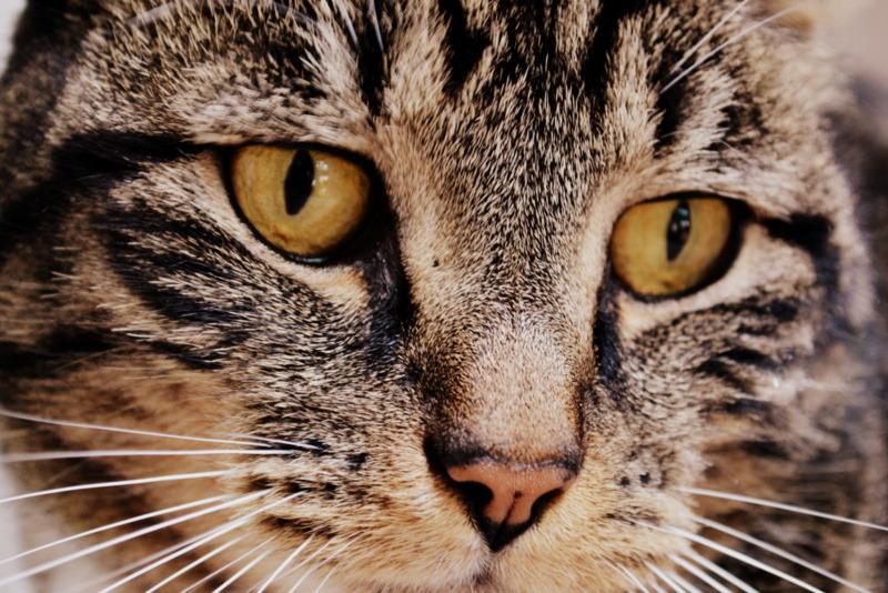 Cat dbp