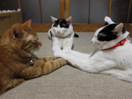 Cat dc0