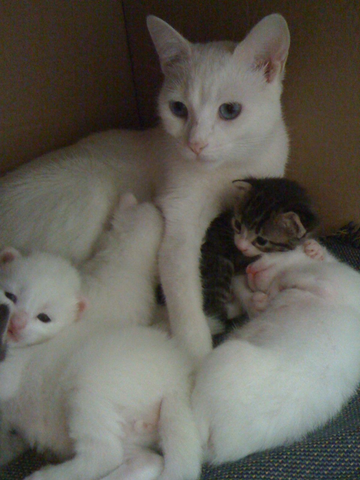 Cat dc2