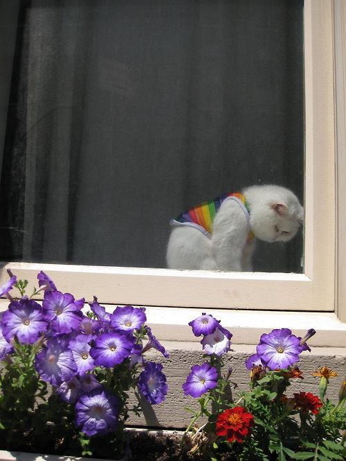 Cat dcg
