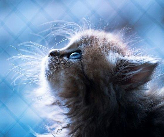 Cat dcl