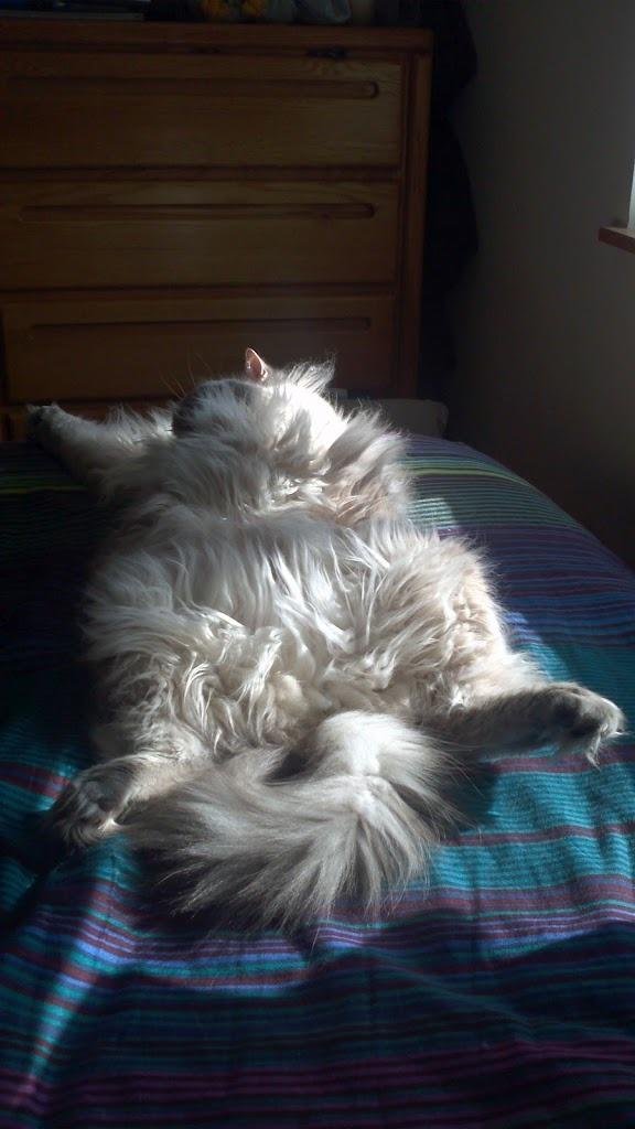Cat dcn