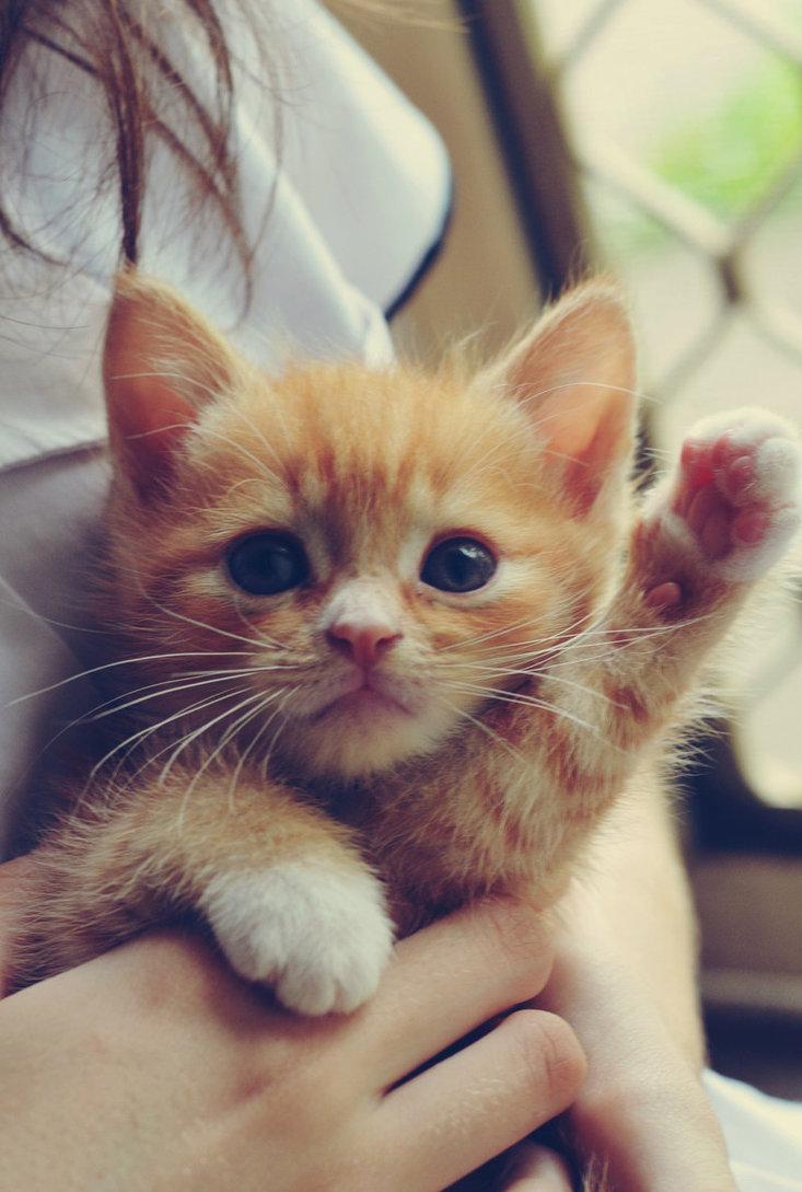 Cat dcq