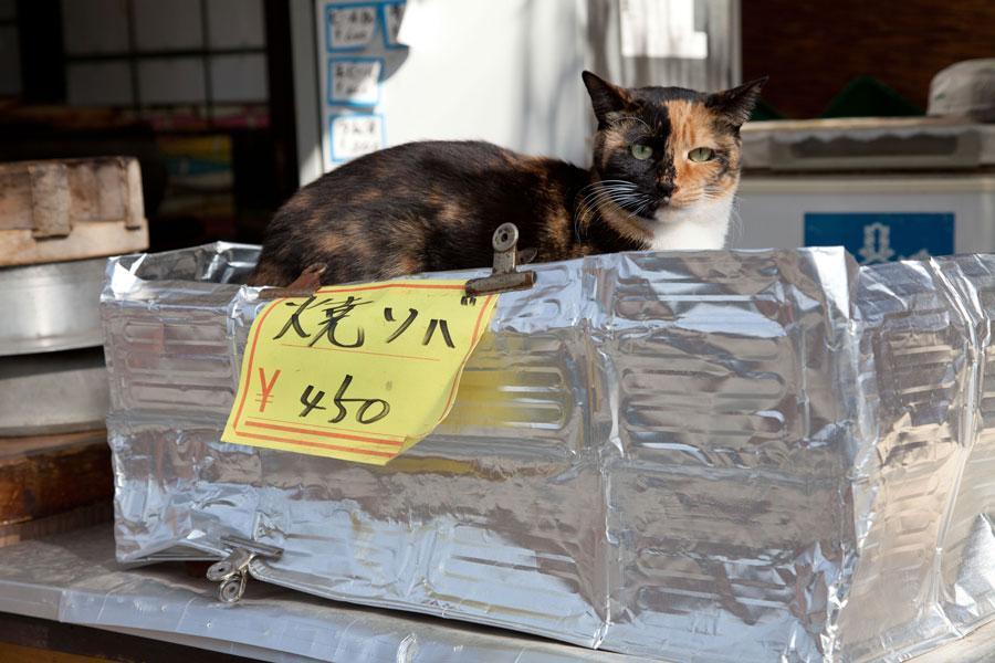 Cat dcs
