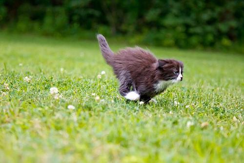 Cat dd4