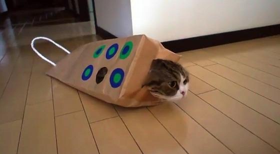 Cat dd6
