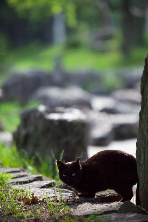 Cat dd7