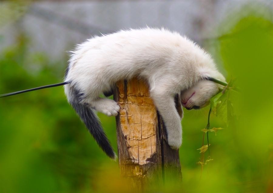 Cat dd8