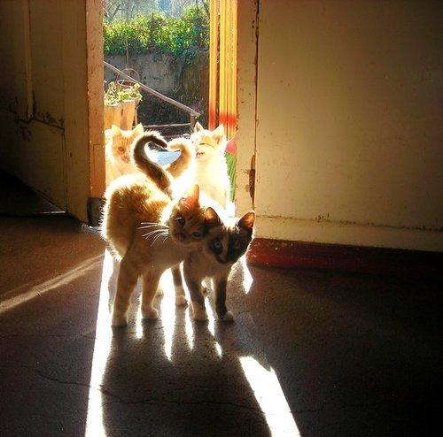 Cat ddi