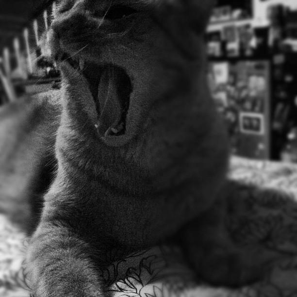 Cat ddj