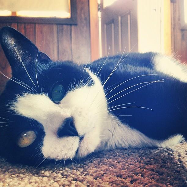 Cat ddo