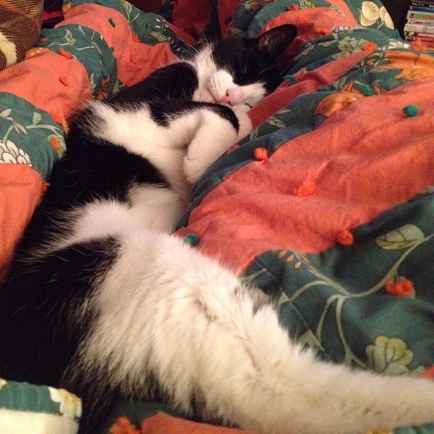 Cat ddp
