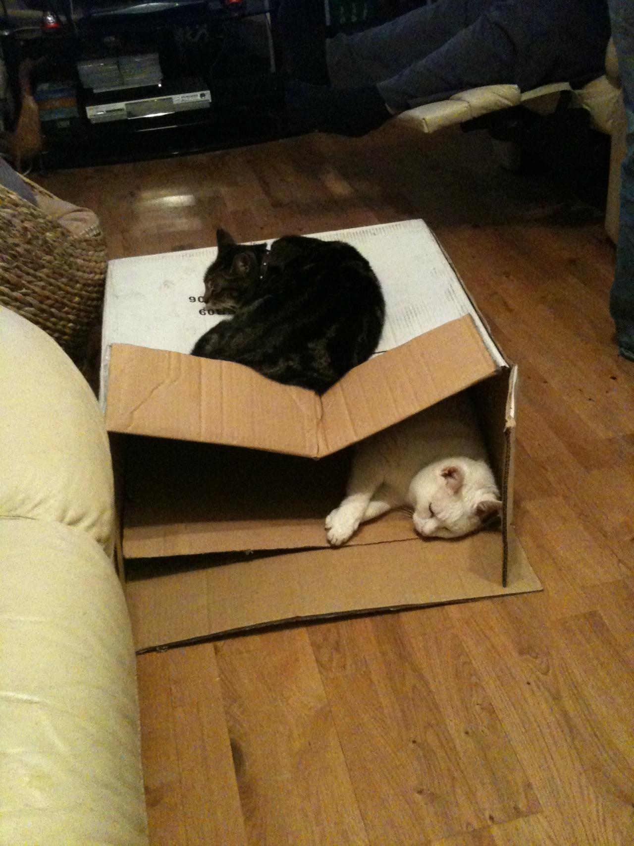 Cat de