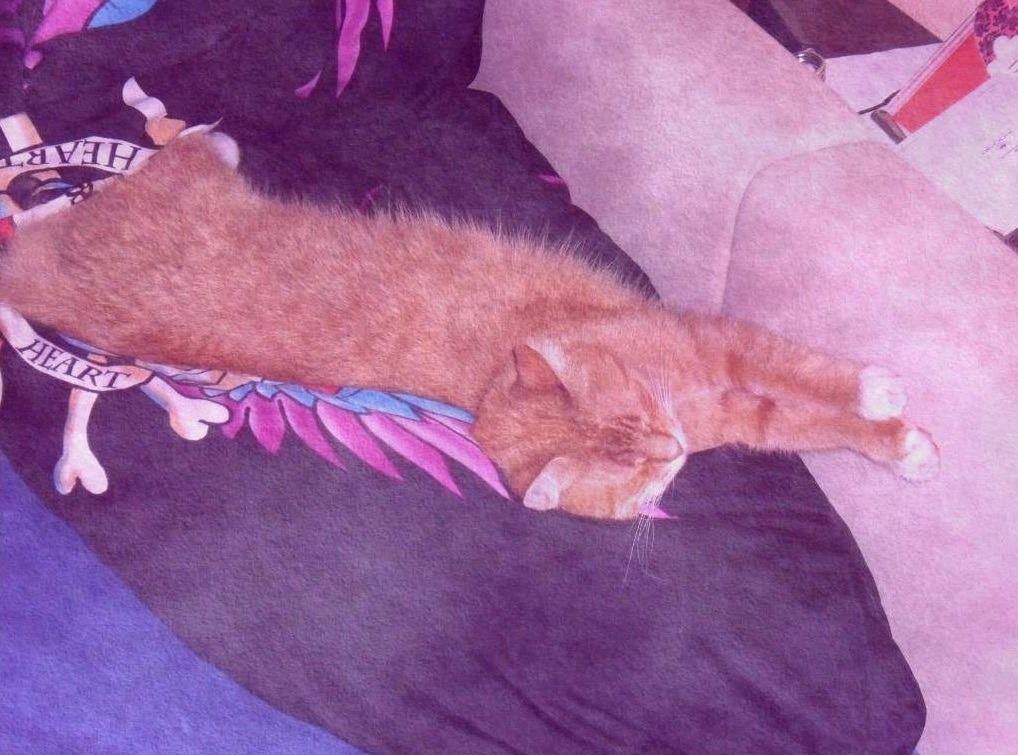Cat def