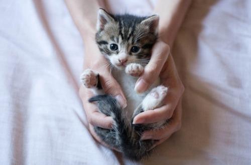 Cat deg
