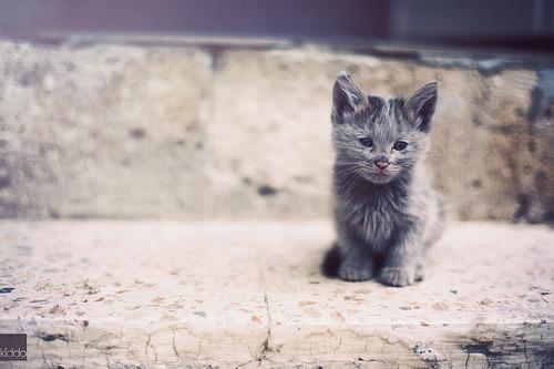 Cat dek