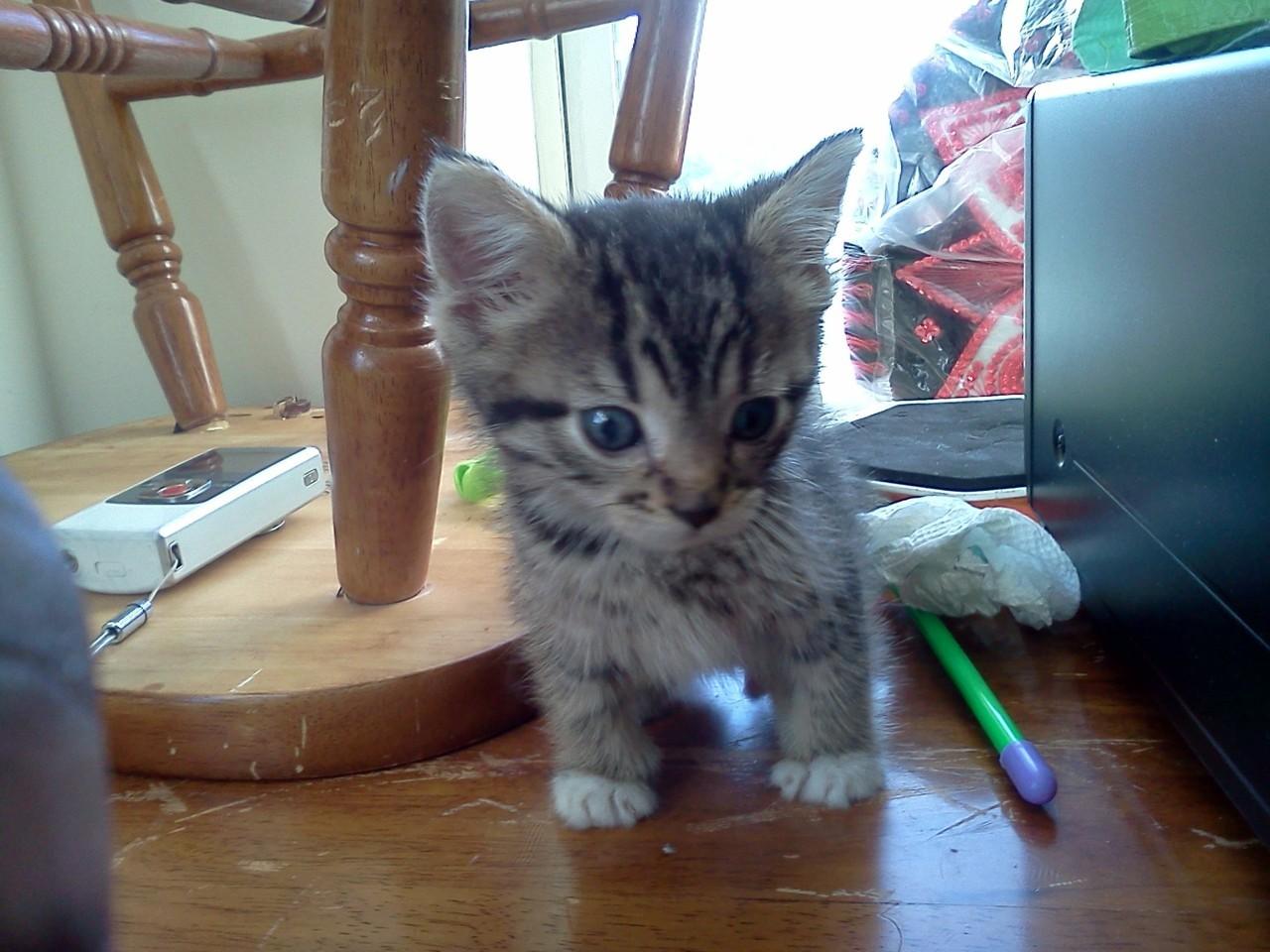 Cat dem