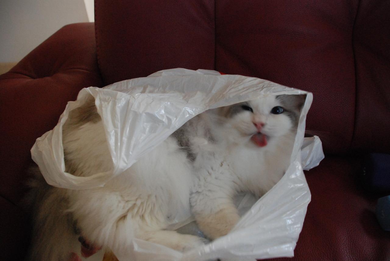 Cat df1