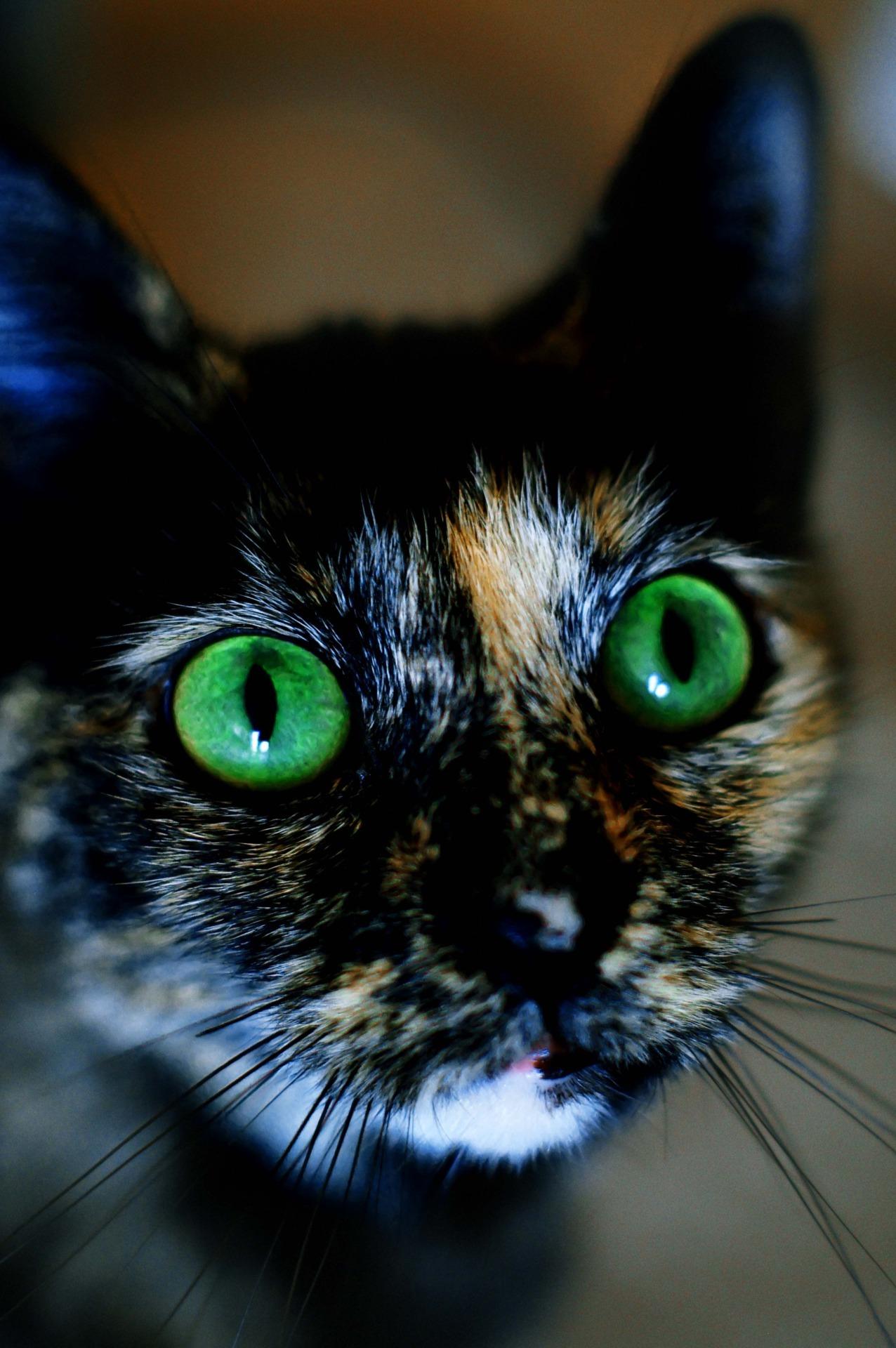 Cat dfe