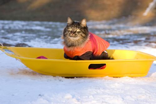 Cat dff