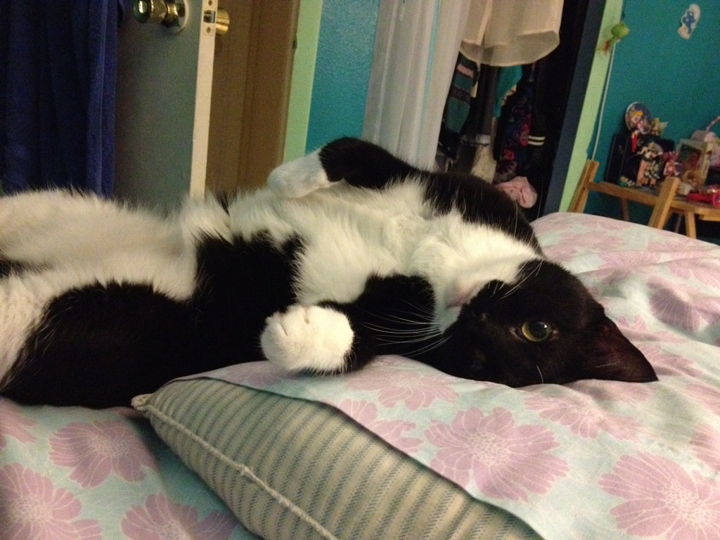 Cat dfk