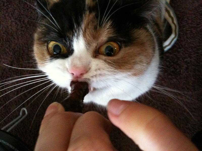 Cat dfm