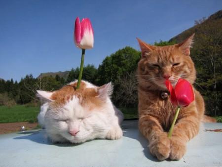 Cat dfq
