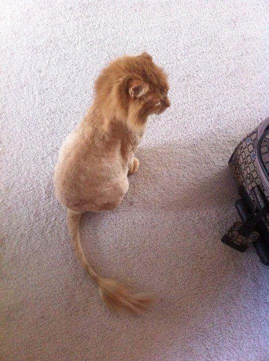 Cat dg0